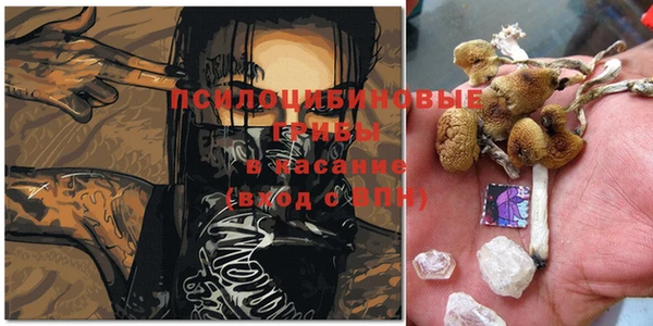 PSILOCYBIN Армянск